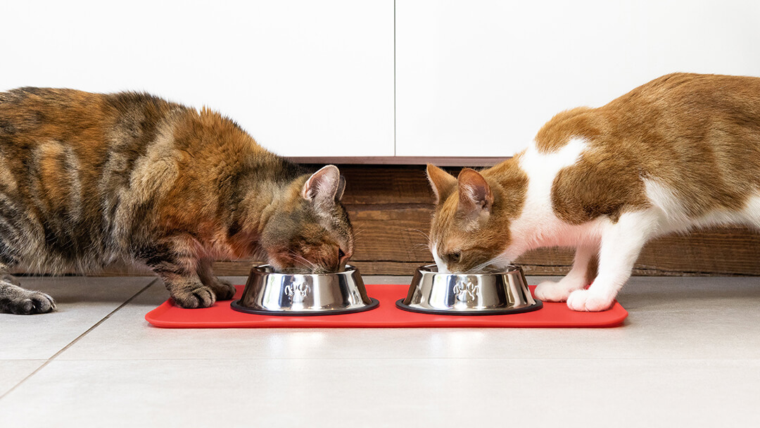 Dos gatos comiendo de un tazón