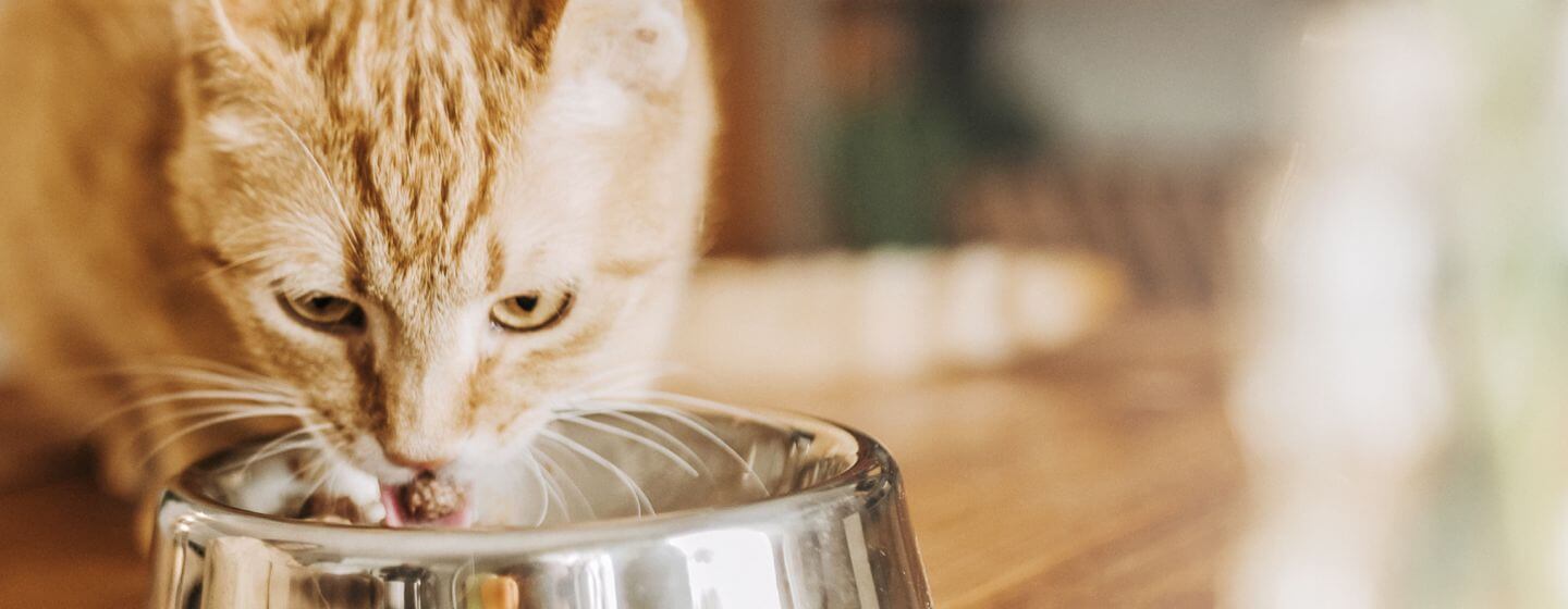 Gato beige con rayas comiendo comida de un tazón