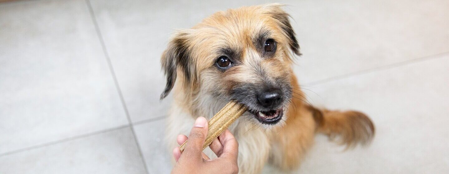 Perro marrón masticando un stick Dentalife