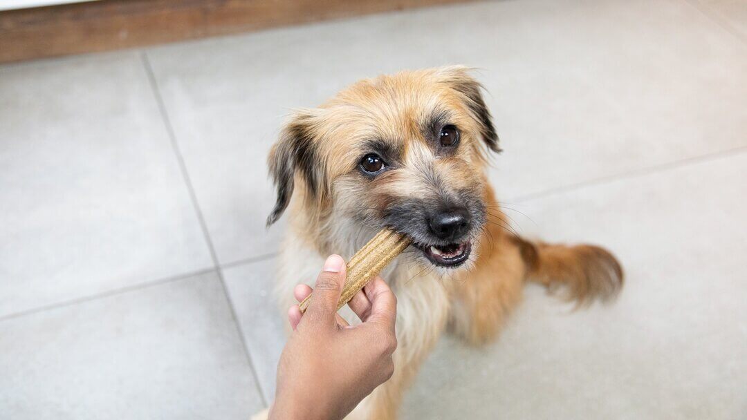 Perro marrón masticando un stick Dentalife