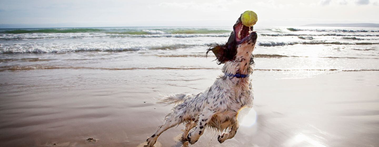 Perro Spaniel atrapando una pelota de tenis en la playa