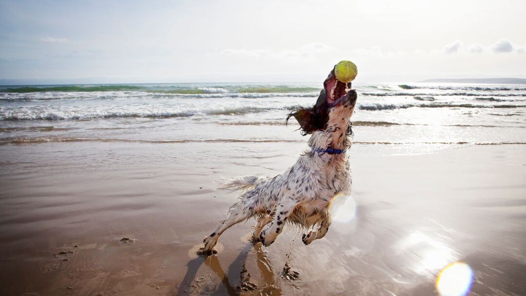 Perro Spaniel atrapando una pelota de tenis en la playa