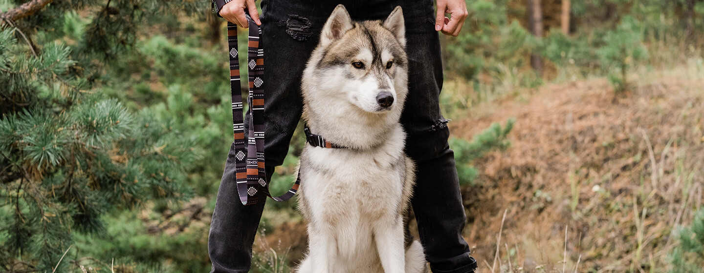 Perro de pie con su dueño en el bosque