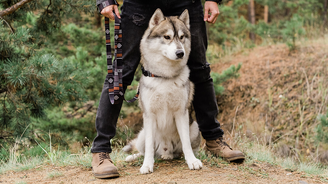 Perro de pie con su dueño en el bosque