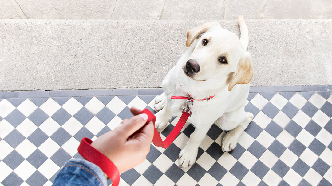 Perro sentado en la puerta con una correa roja