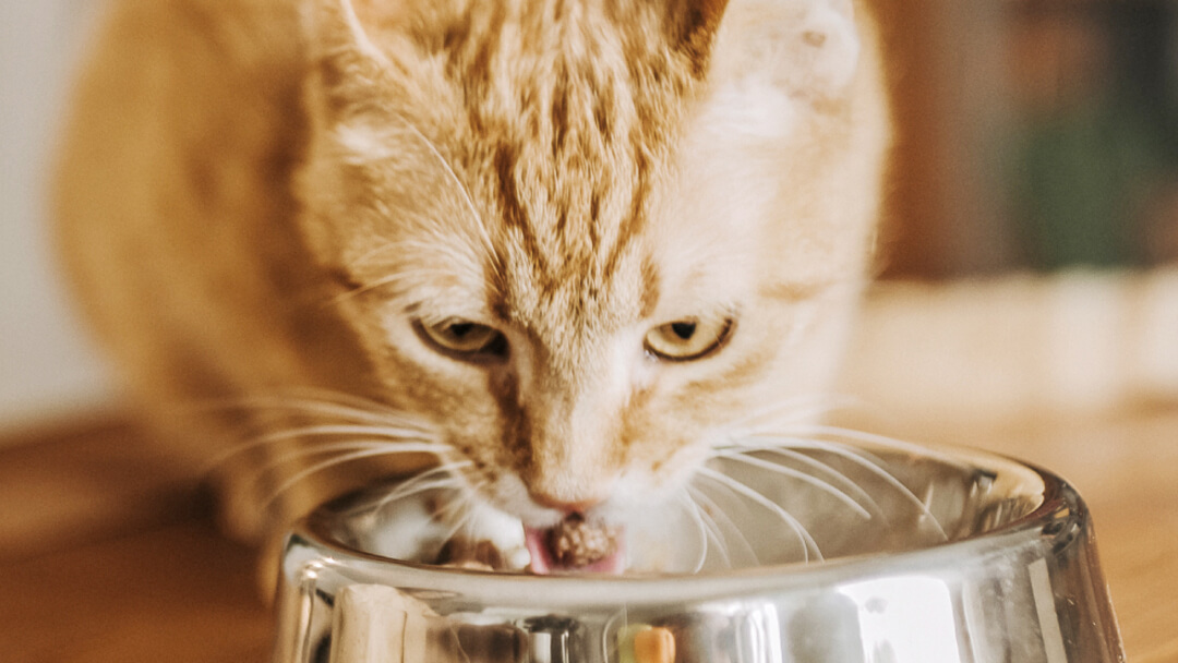 Gato de color naranja comiendo de un cuenco