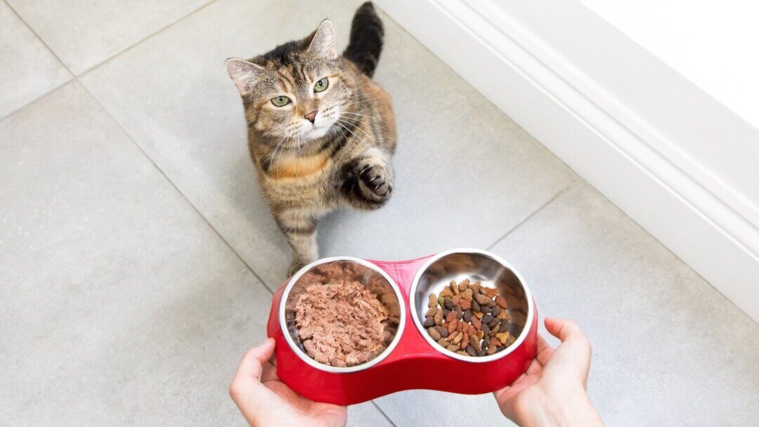 Menú con raciones de comida para gatos