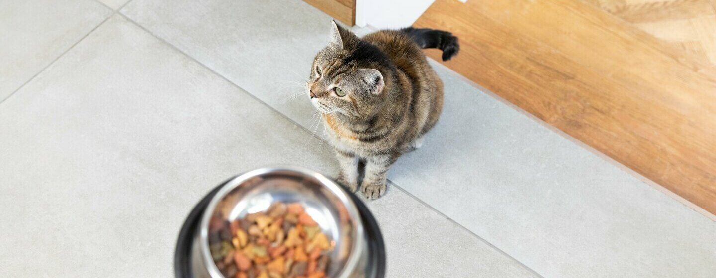 Gato de interior con comida en un cuenco