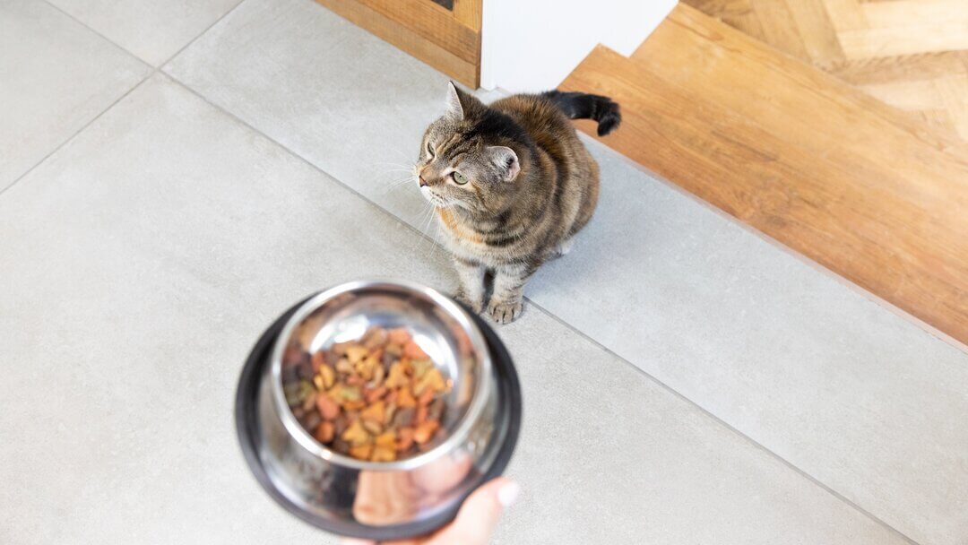 Gato de interior con comida en un cuenco