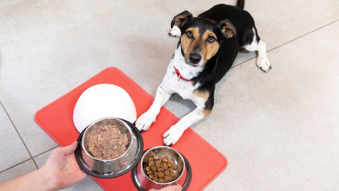 Guante Evaluación mezcla La alimentación de tu cachorro | Purina®