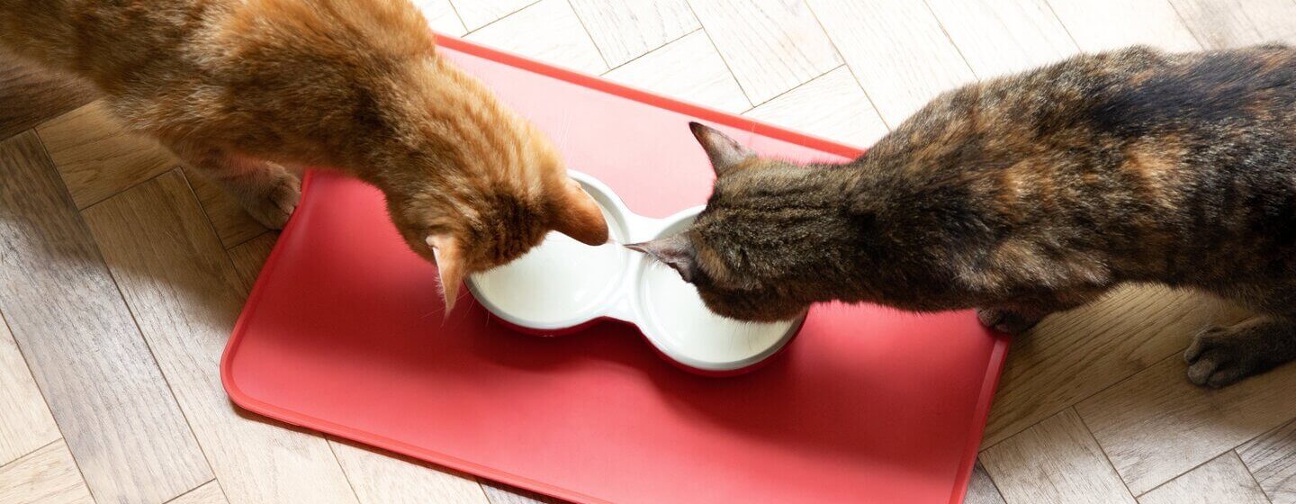 Gatos comiendo de unos cuencos