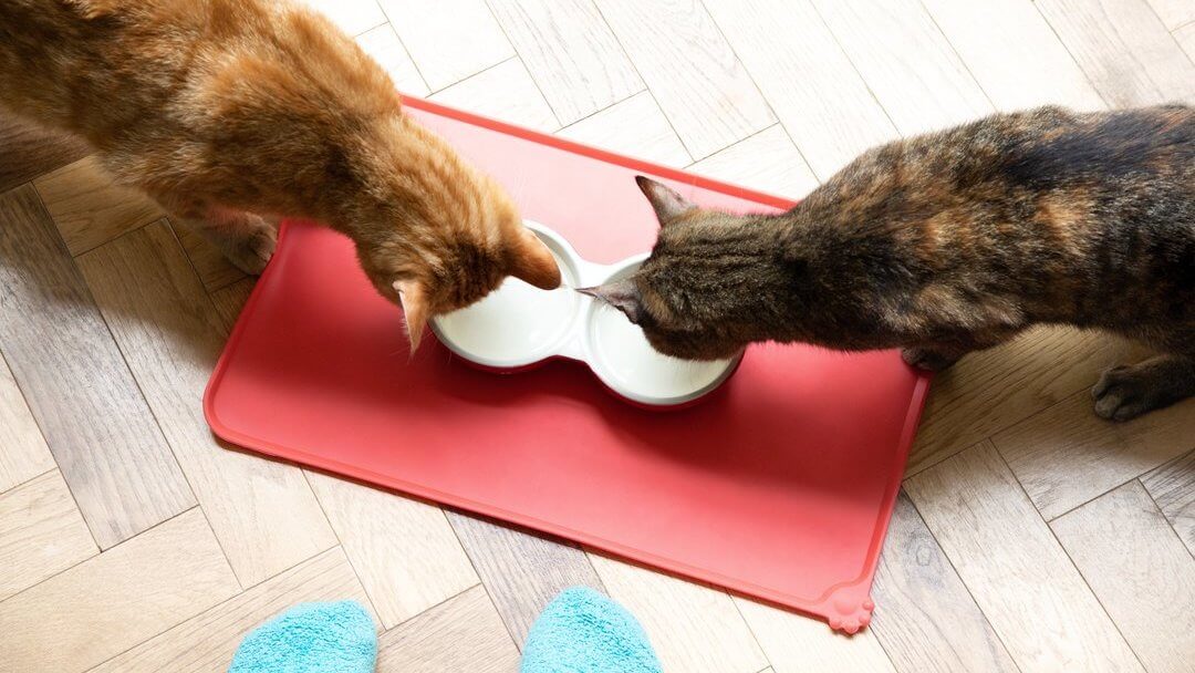 Gatos comiendo de unos cuencos