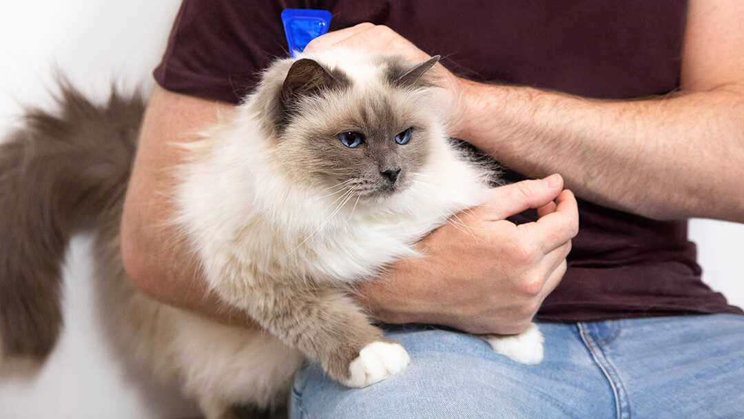 Hombre sujetando un gato en brazos