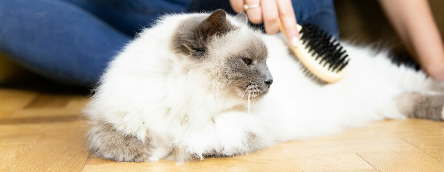 Gato esponjoso blanco siendo cepillado