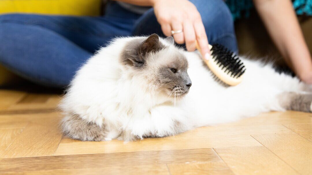 Gato esponjoso blanco siendo cepillado