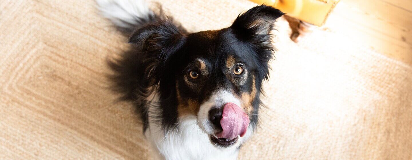 Perro negro, marrón y blanco lamiéndose los labios sentado en el suelo