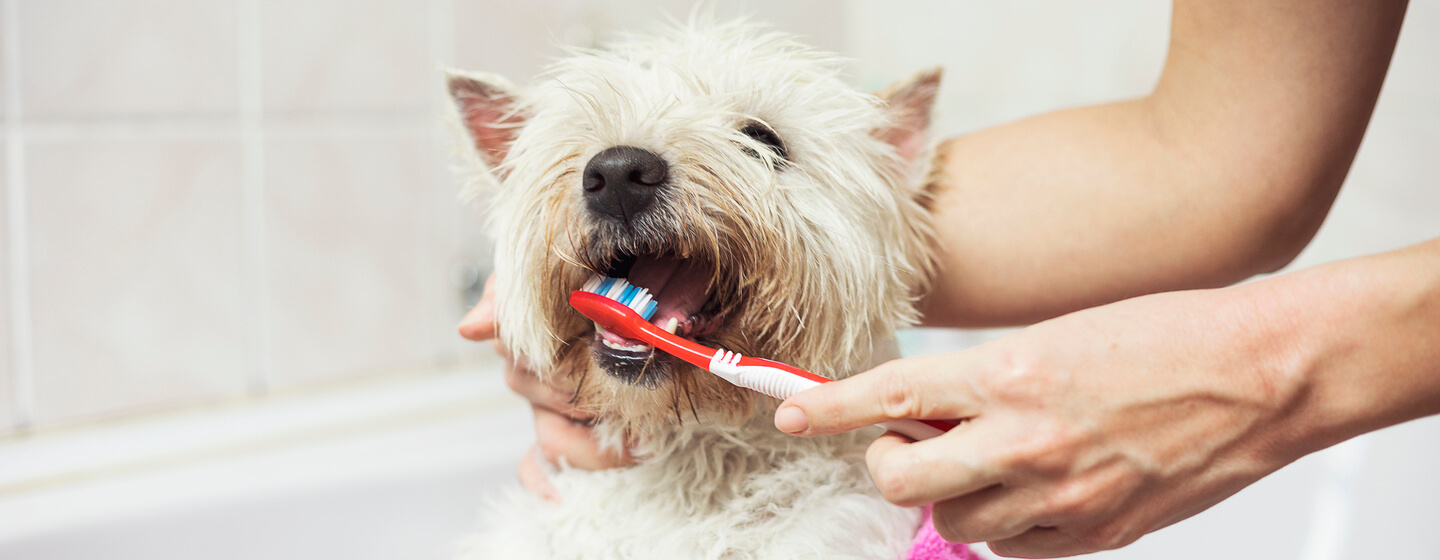 Perro blanco pequeño con sus dientes cepillados