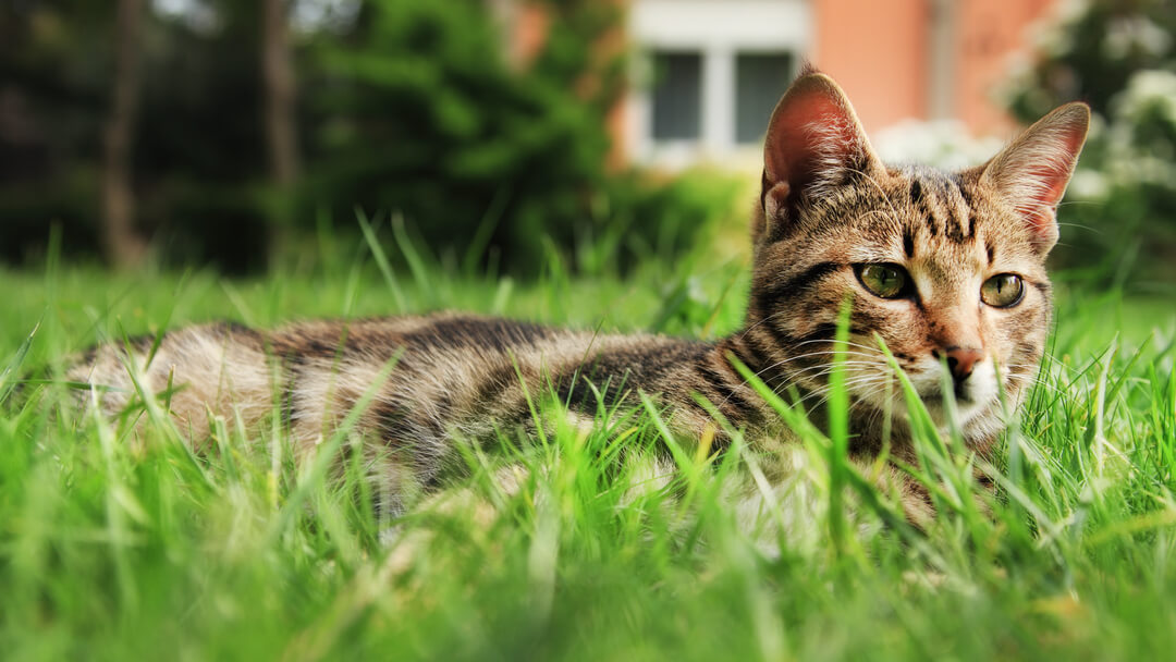 Gato tumbado en la hierba