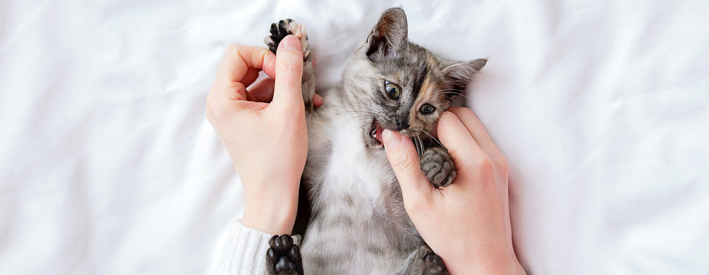 Gatito pequeño gris mordiendo el pulgar del dueño