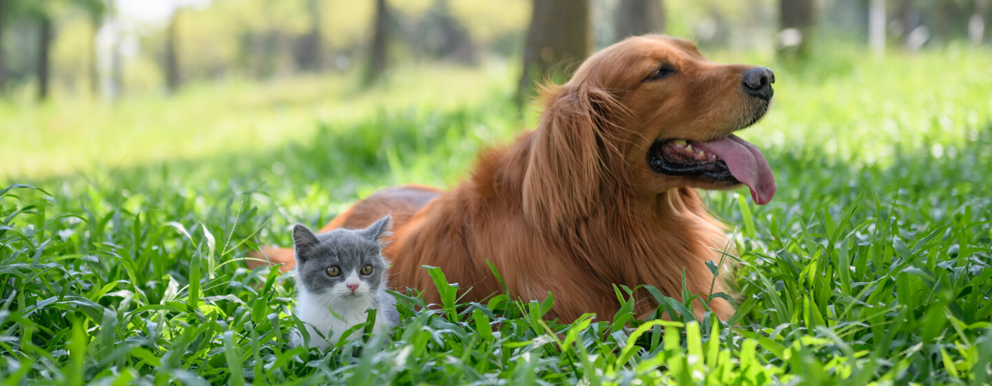 Gatito pequeño sentado con un perro en la hierba