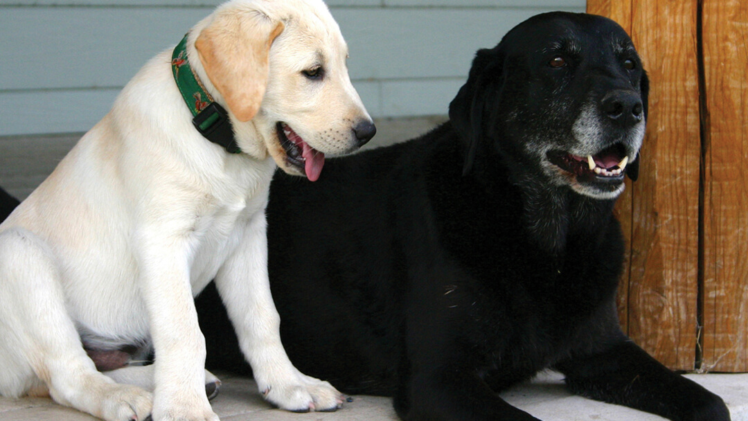 Cachorro junto a un perro senior