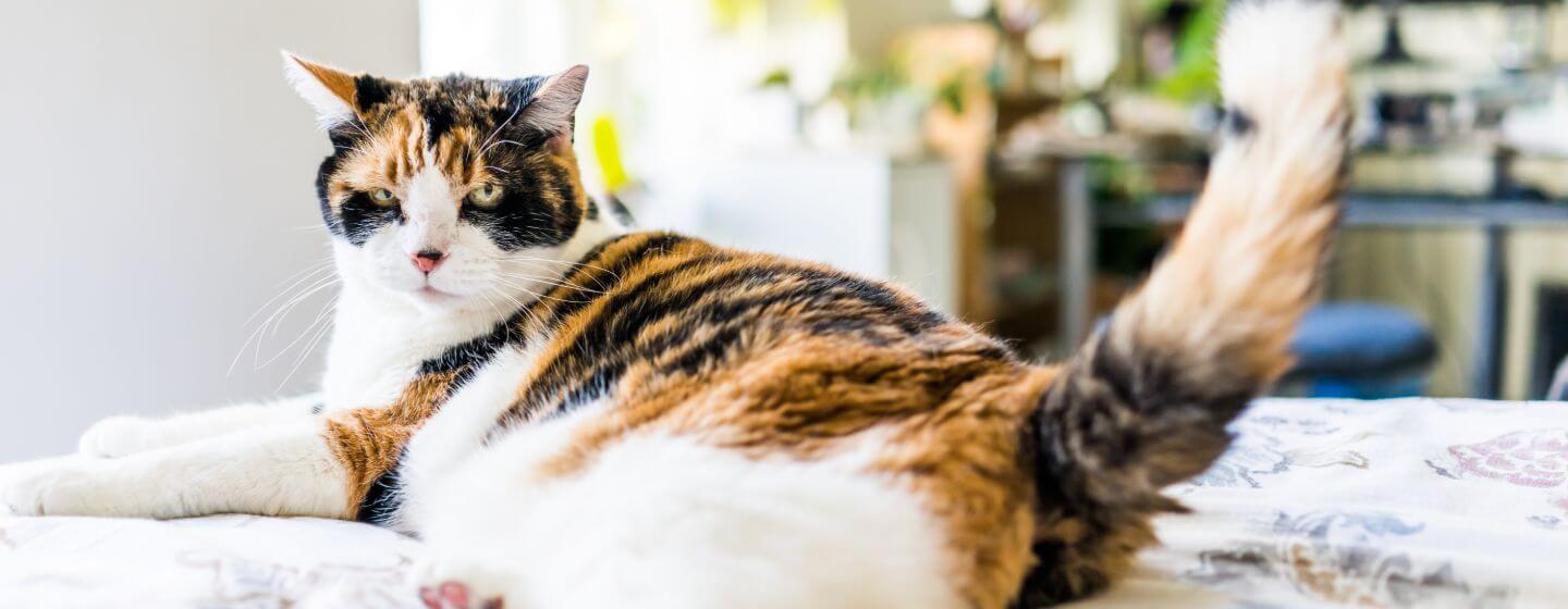 Gato manchado tumbado en la cama