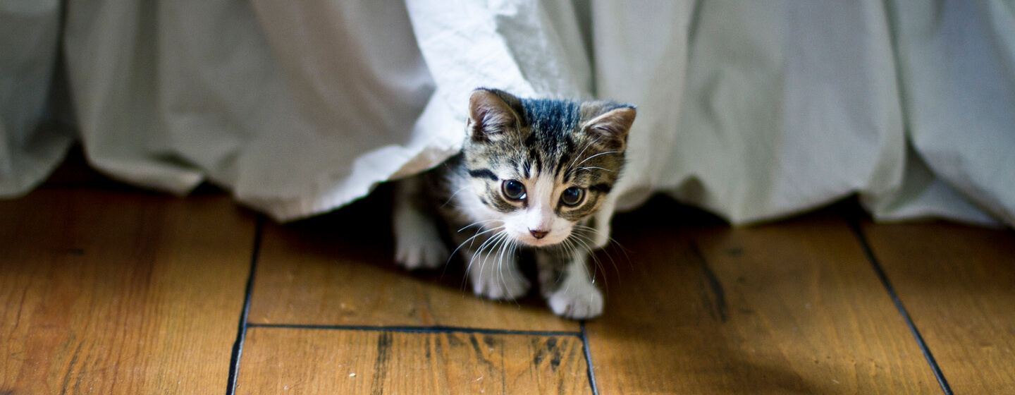Gatito pequeño que sale de debajo de una cama