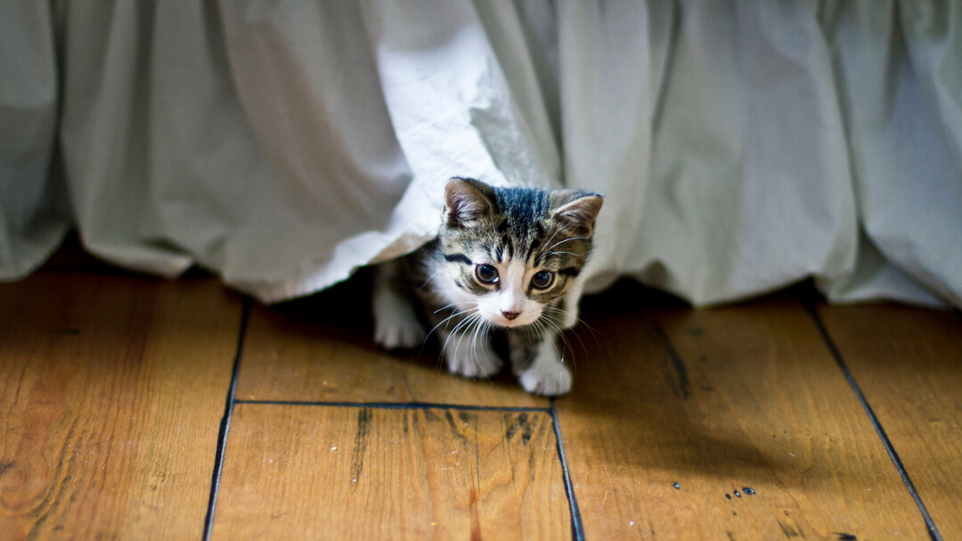 Gatito pequeño que sale de debajo de una cama