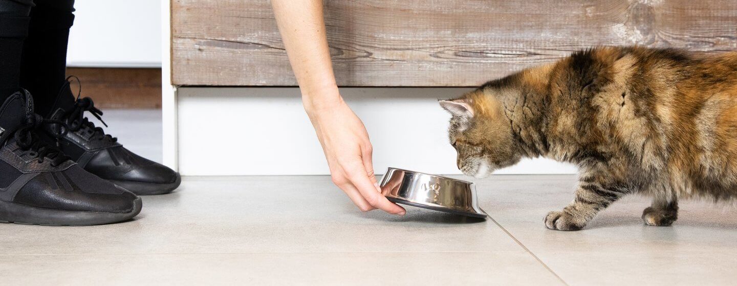 Dueño sirviendo la comida a su gato marrón oscuro en un cuenco