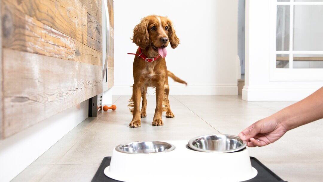 Cachorro esperando la comida