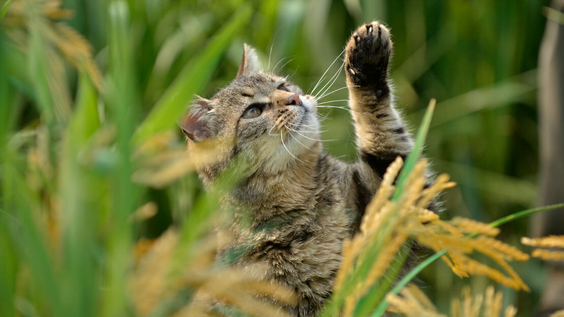Listado de productos Beyond Gato