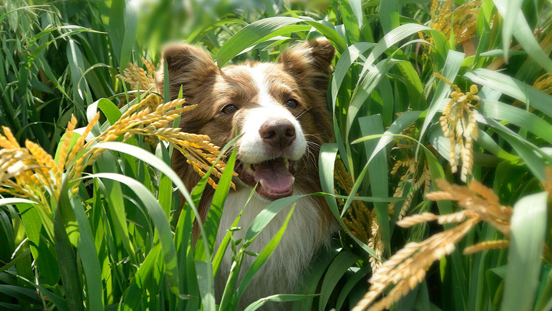 Listado de productos Beyond Perro