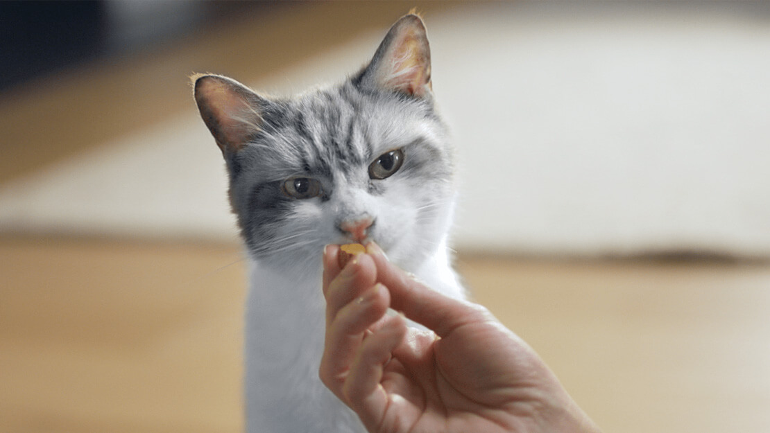 Gato a punto de comer un snack para cuidado dental