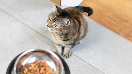 Comida seca para gatos de Purina