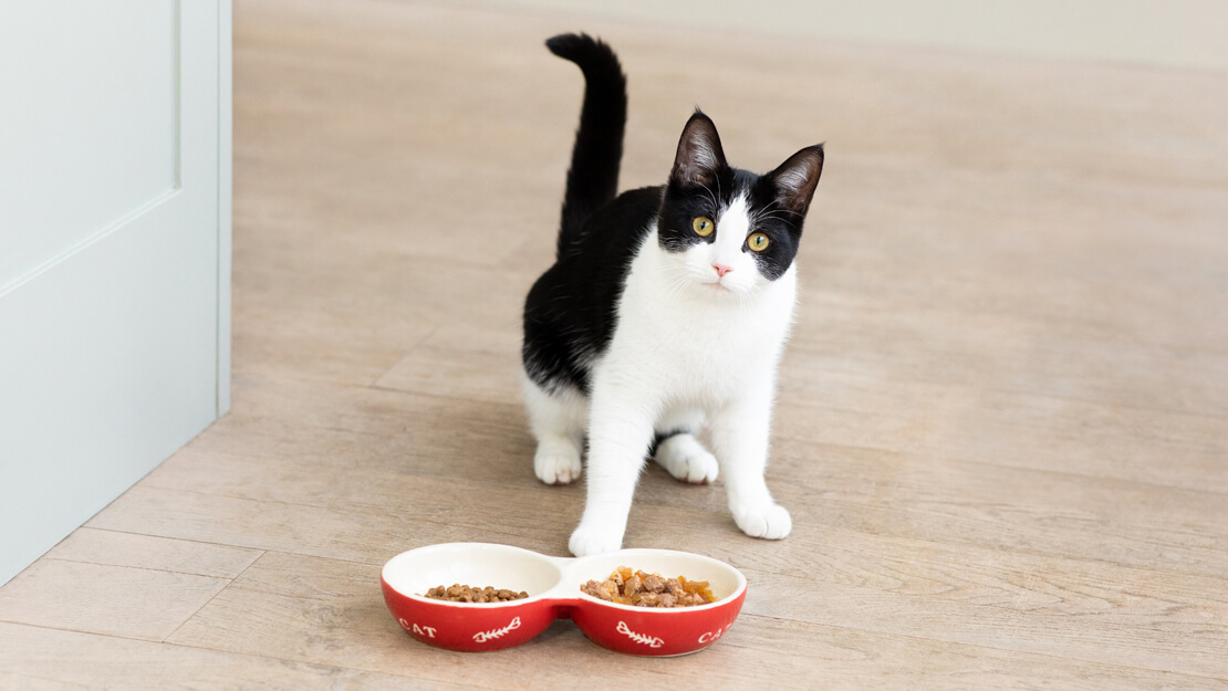 Gatito preparado para comer