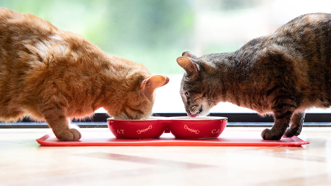 Listado de comida para gatos esterilizados