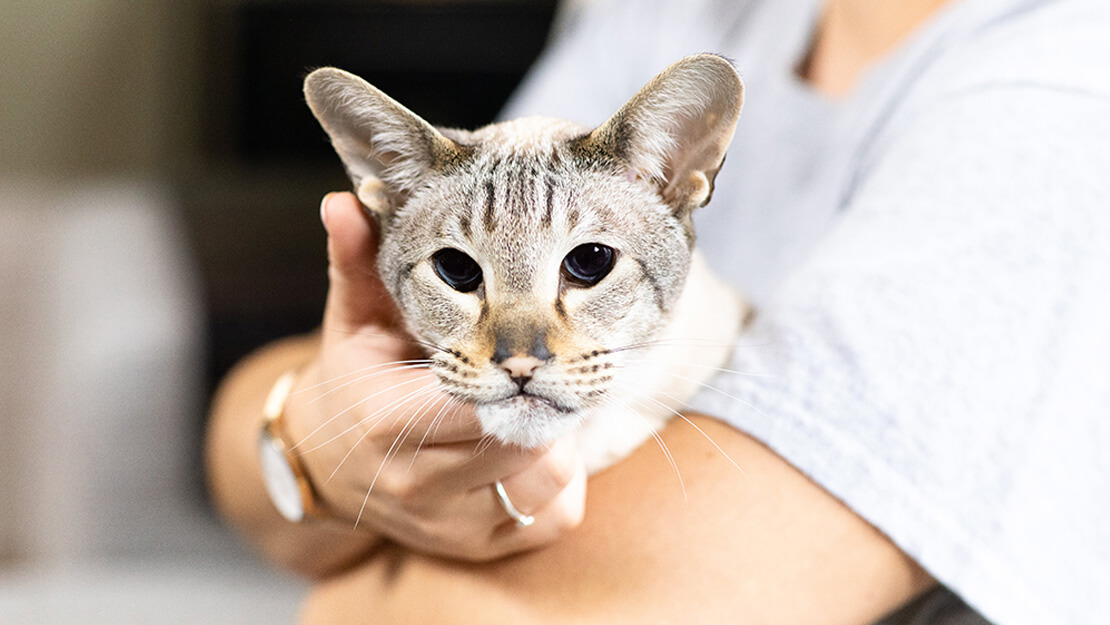 Gato sénior en los brazos de su dueño