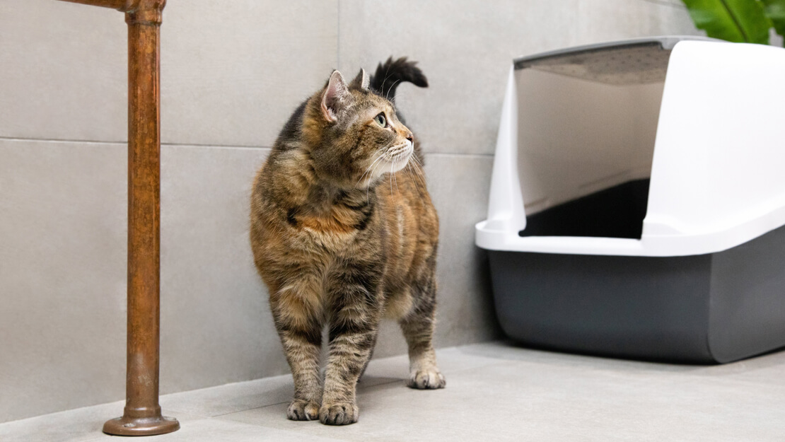 Listado de comida para gatos cuidado urinario