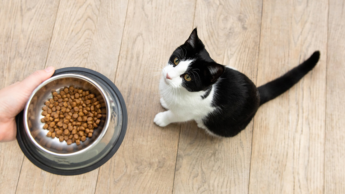 Comida para gatos sin cereales