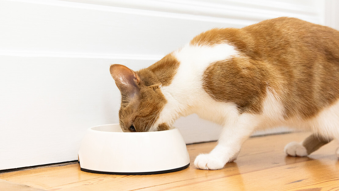 Listado de comida para gatos -  digestión sensible
