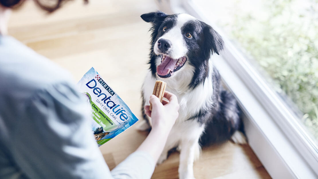 Listado de productos Dentalife Perro