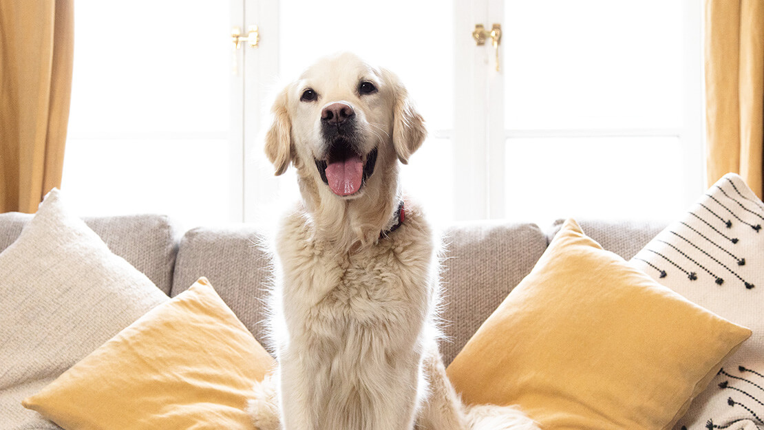 Listado de comida para perros dieta