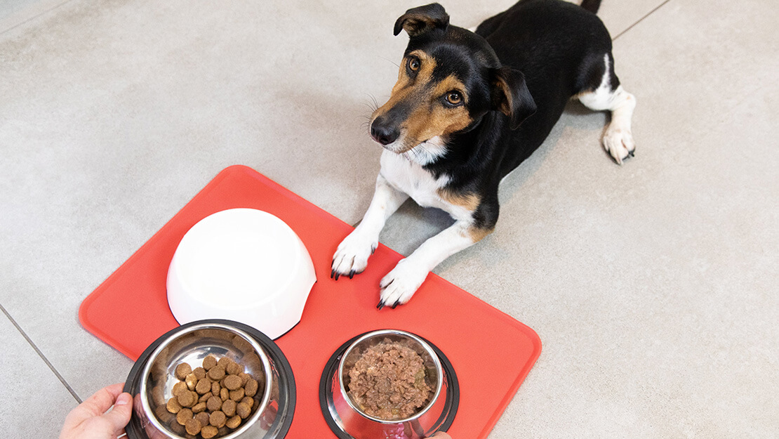 Perro esperando para comer