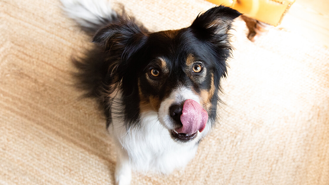 Listado de comida para perro digestión sensible