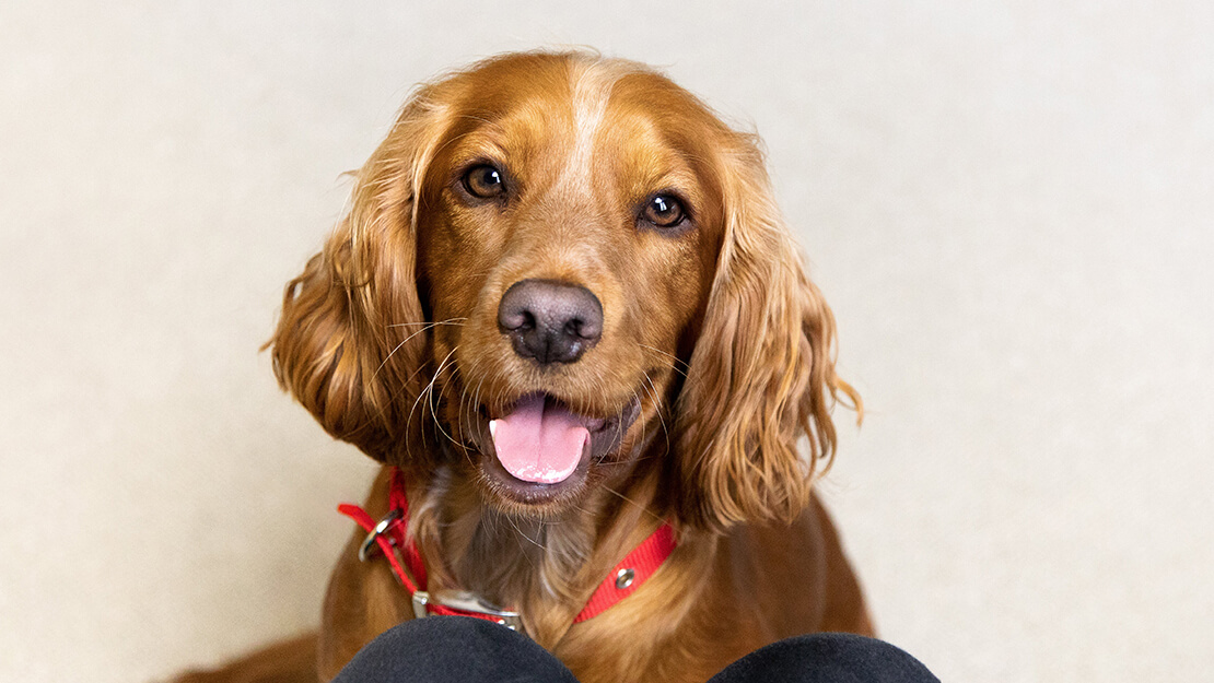 Alimentos sin cereales para perros