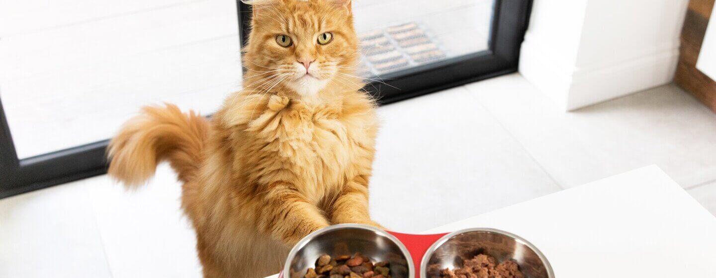 Gato de color naranja esperando la comida