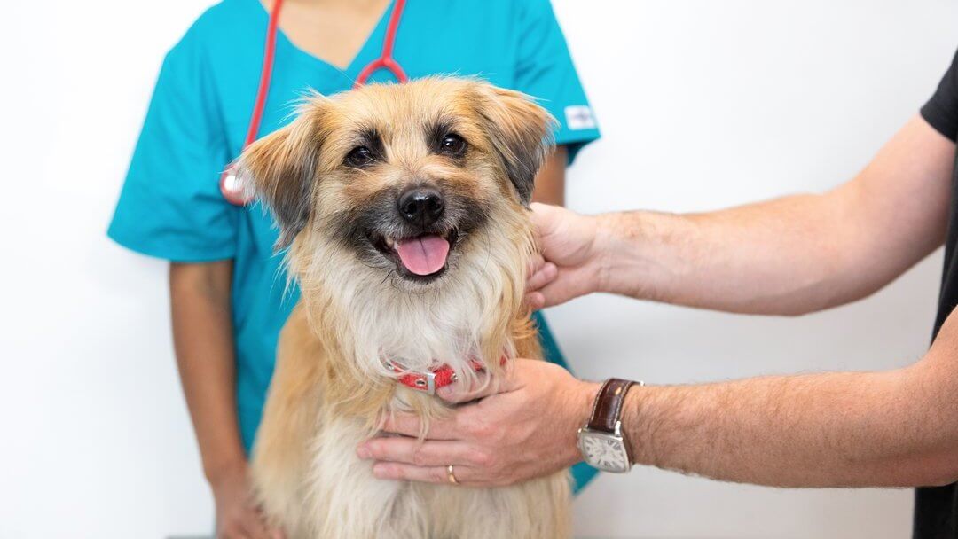 Perro de color marrón claro con la lengua fuera sentado en la mesa del veterinario