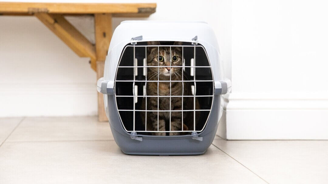 Gato de pelaje oscuro en una jaula para gatos