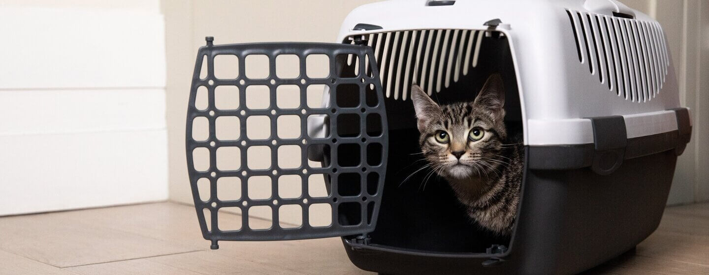 Gatito sentado en una caja de gato