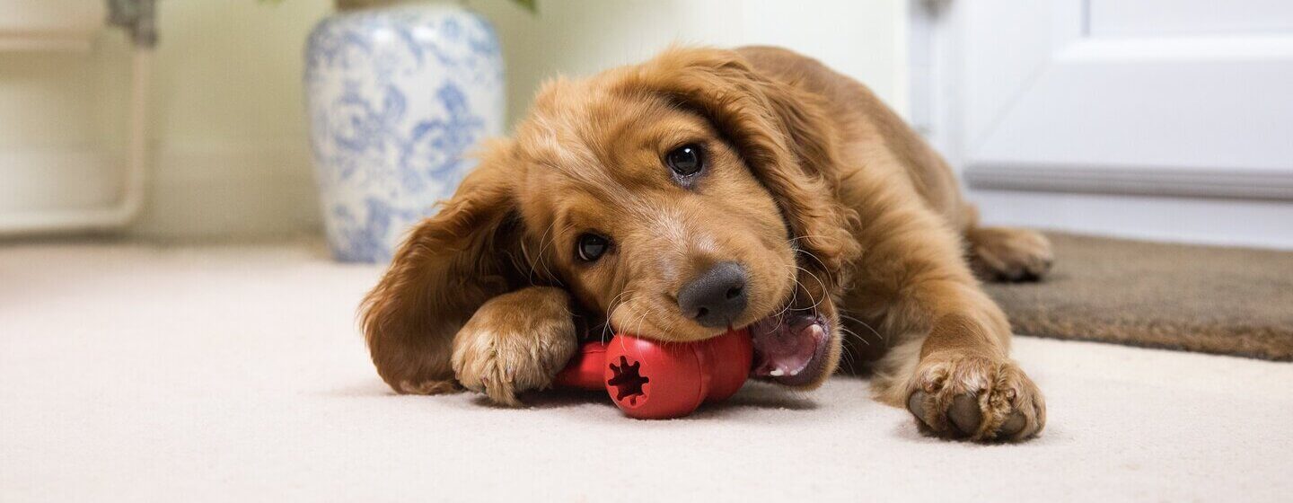 Cachorro Spaniel marrón masticando un juguete rojo